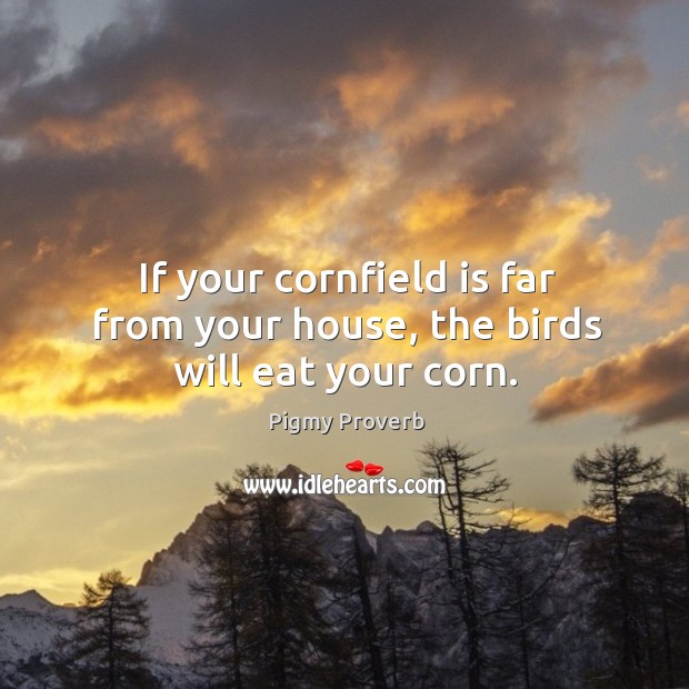 If your cornfield is far from your house, the birds will eat your corn. Pigmy Proverbs Image