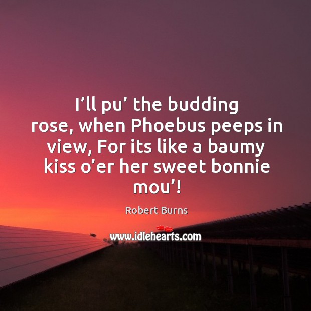 I’ll pu’ the budding rose, when phoebus peeps in view, for its like a baumy kiss o’er her sweet bonnie mou’! Image
