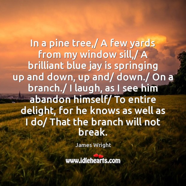 In a pine tree,/ A few yards from my window sill,/ A 