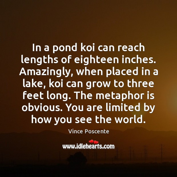 In a pond koi can reach lengths of eighteen inches. Amazingly, when Vince Poscente Picture Quote