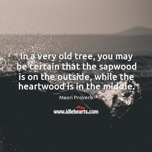 In a very old tree, you may be certain that the sapwood is on the outside Maori Proverbs Image