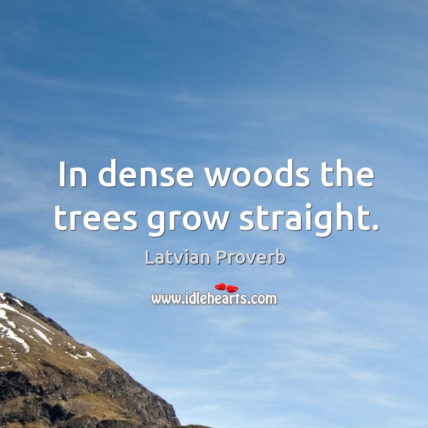 In dense woods the trees grow straight. Latvian Proverbs Image
