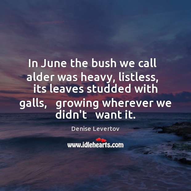 In June the bush we call   alder was heavy, listless,   its leaves Denise Levertov Picture Quote
