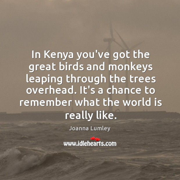 In Kenya you’ve got the great birds and monkeys leaping through the Joanna Lumley Picture Quote