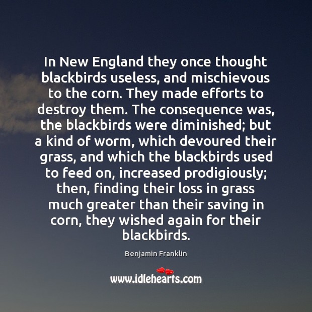 In New England they once thought blackbirds useless, and mischievous to the Benjamin Franklin Picture Quote