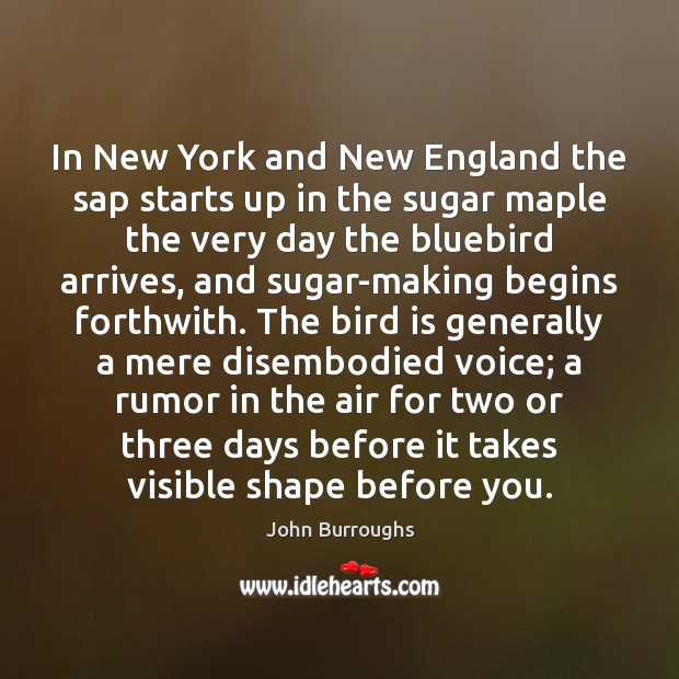In New York and New England the sap starts up in the John Burroughs Picture Quote