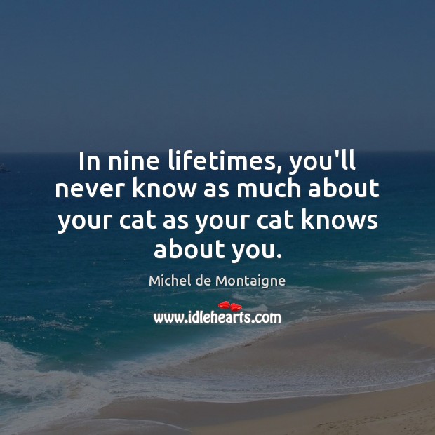 In nine lifetimes, you’ll never know as much about your cat as your cat knows about you. Image
