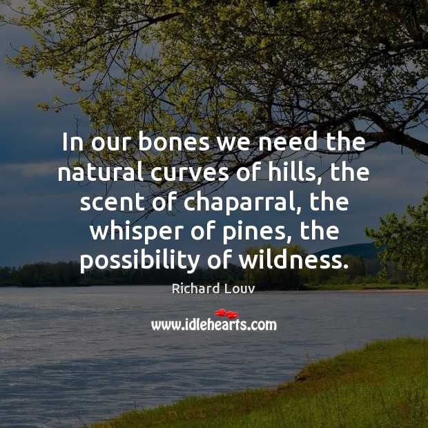 In our bones we need the natural curves of hills, the scent Richard Louv Picture Quote