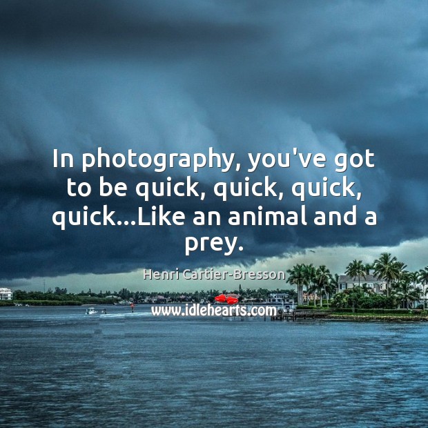 In photography, you’ve got to be quick, quick, quick, quick…Like an animal and a prey. Henri Cartier-Bresson Picture Quote