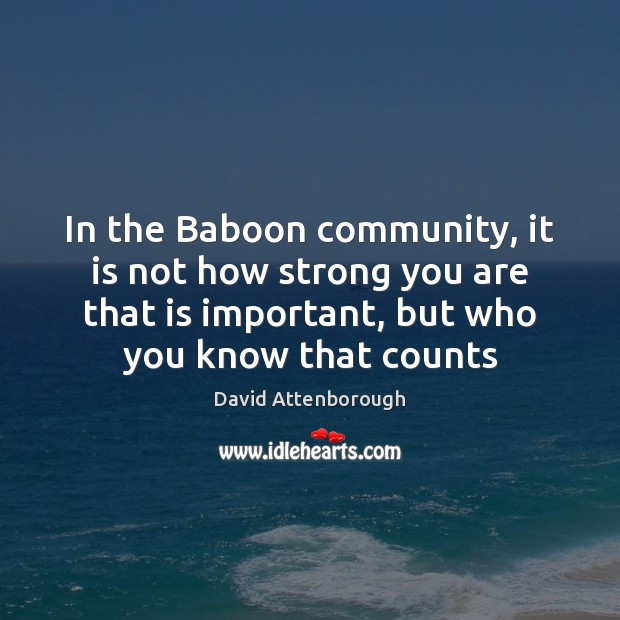 In the Baboon community, it is not how strong you are that David Attenborough Picture Quote