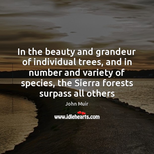 In the beauty and grandeur of individual trees, and in number and John Muir Picture Quote