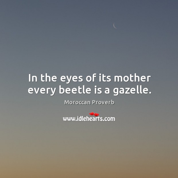 In the eyes of its mother every beetle is a gazelle. Moroccan Proverbs Image