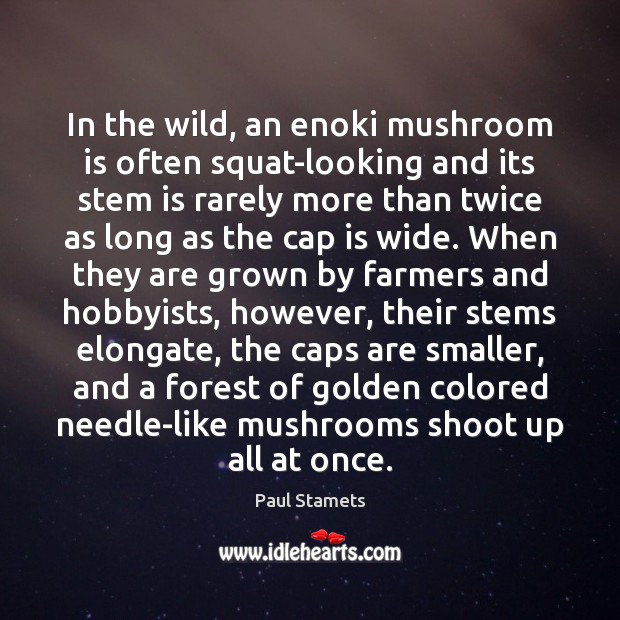 In the wild, an enoki mushroom is often squat-looking and its stem Paul Stamets Picture Quote