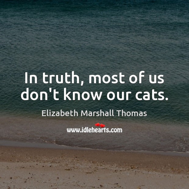 In truth, most of us don’t know our cats. Image