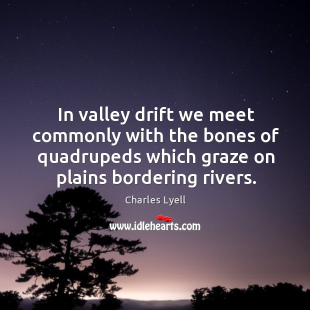 In valley drift we meet commonly with the bones of quadrupeds which graze on plains bordering rivers. Charles Lyell Picture Quote