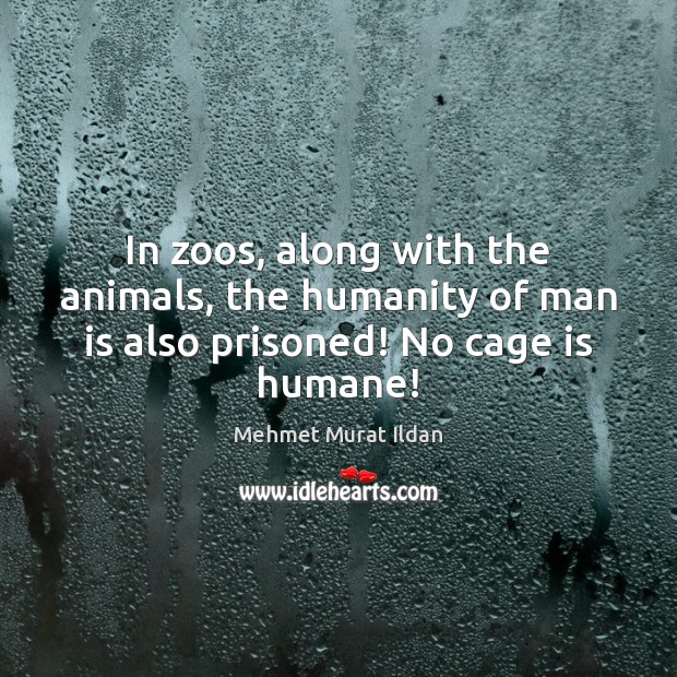 In zoos, along with the animals, the humanity of man is also prisoned! No cage is humane! Image