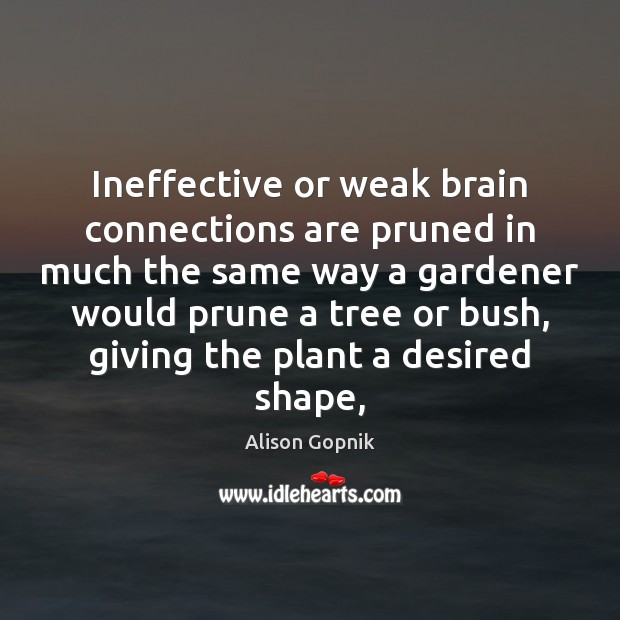 Ineffective or weak brain connections are pruned in much the same way Alison Gopnik Picture Quote