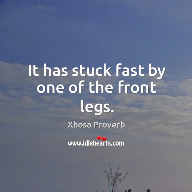 It has stuck fast by one of the front legs. Xhosa Proverbs Image