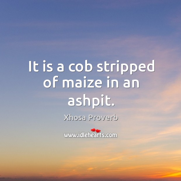 It is a cob stripped of maize in an ashpit. Xhosa Proverbs Image