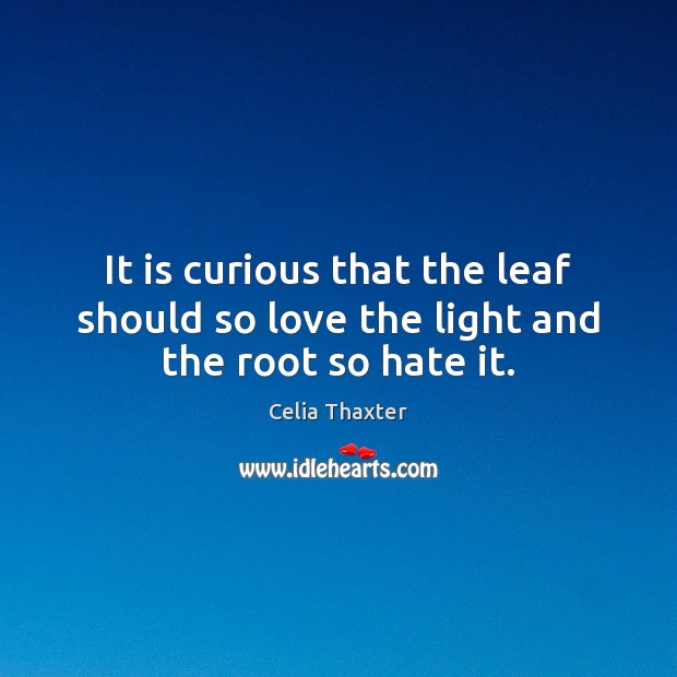 It is curious that the leaf should so love the light and the root so hate it. Celia Thaxter Picture Quote