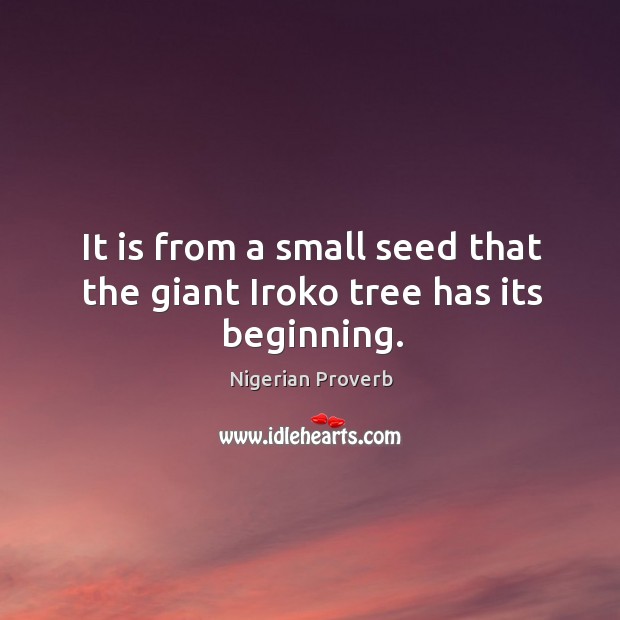 It is from a small seed that the giant iroko tree has its beginning. Nigerian Proverbs Image
