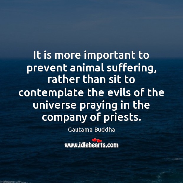 It is more important to prevent animal suffering, rather than sit to Gautama Buddha Picture Quote
