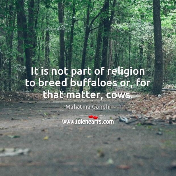 It is not part of religion to breed buffaloes or, for that matter, cows. Image