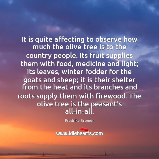 It is quite affecting to observe how much the olive tree is Fredrika Bremer Picture Quote
