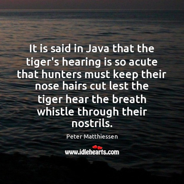 It is said in Java that the tiger’s hearing is so acute Peter Matthiessen Picture Quote