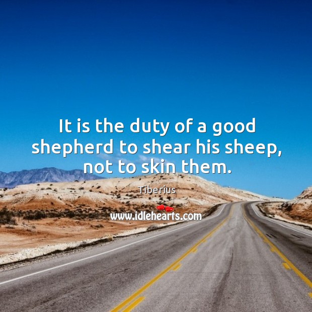 It is the duty of a good shepherd to shear his sheep, not to skin them. Tiberius Picture Quote
