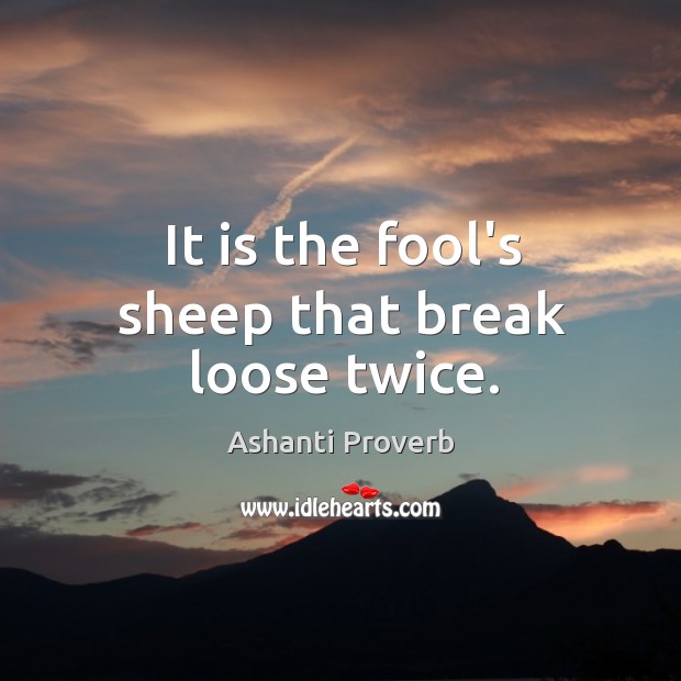 It is the fool’s sheep that break loose twice. Ashanti Proverbs Image
