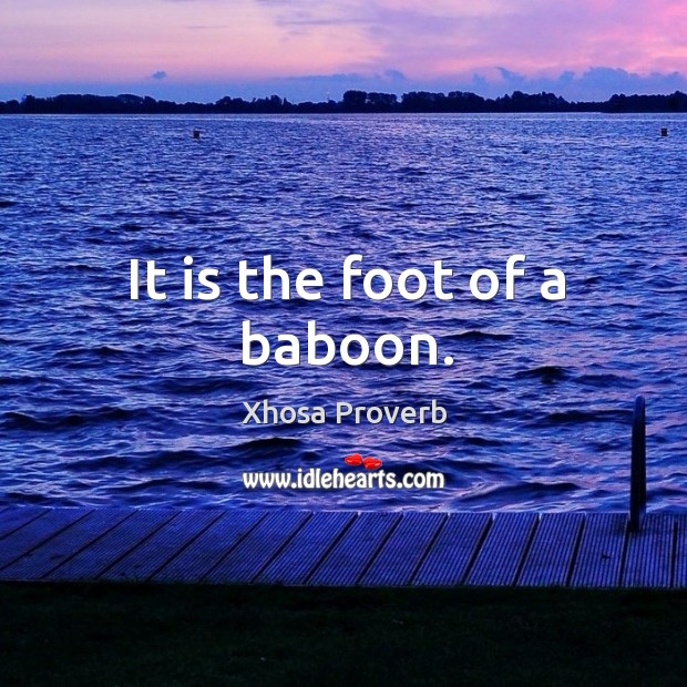It is the foot of a baboon. Xhosa Proverbs Image