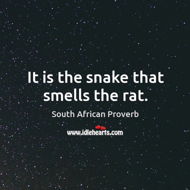 It is the snake that smells the rat. South African Proverbs Image