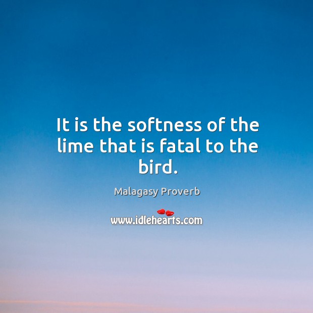 It is the softness of the lime that is fatal to the bird. Malagasy Proverbs Image