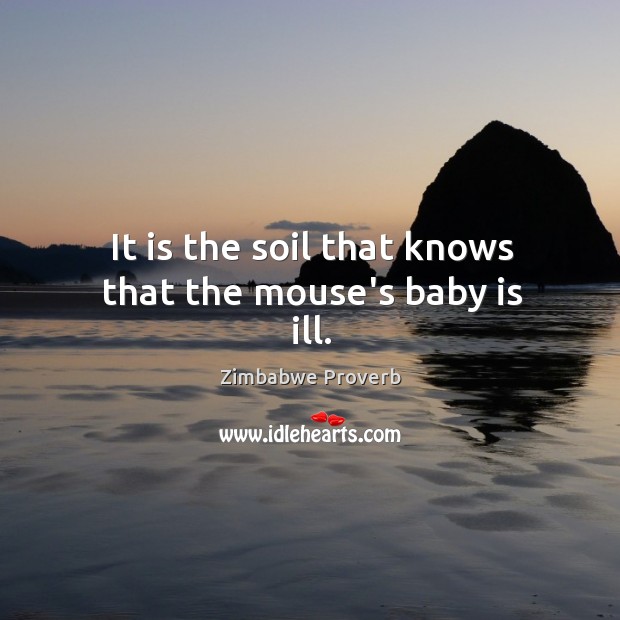 It is the soil that knows that the mouse’s baby is ill. Zimbabwe Proverbs Image