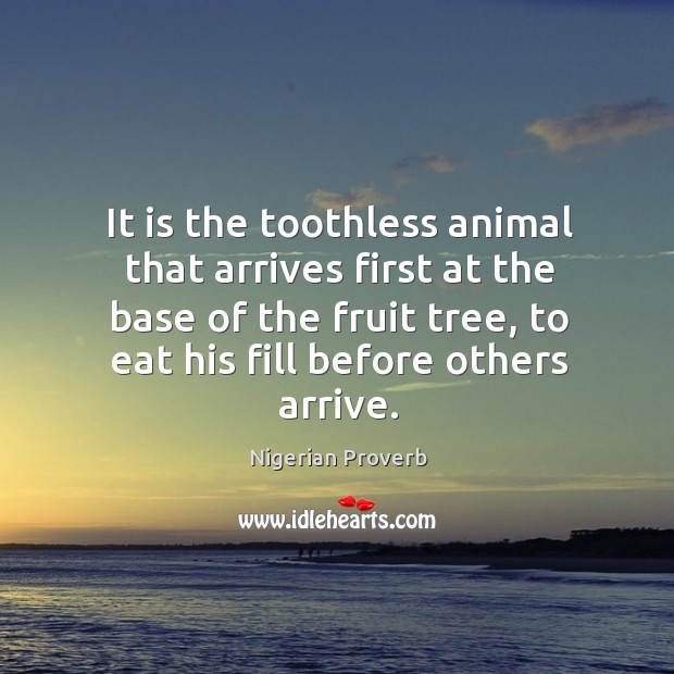 It is the toothless animal that arrives first at the base of the fruit tree 