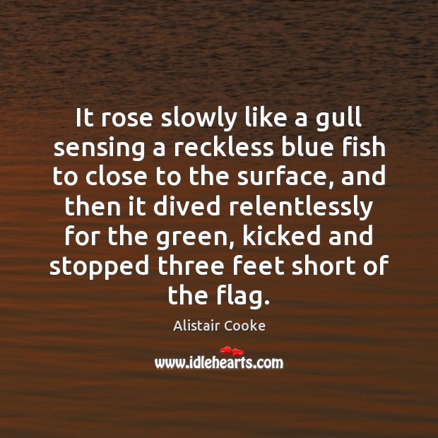 It rose slowly like a gull sensing a reckless blue fish to Alistair Cooke Picture Quote
