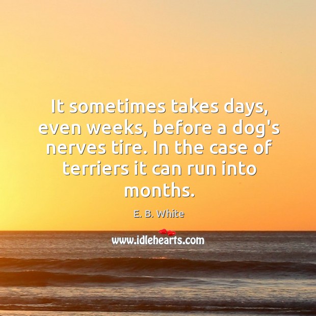 It sometimes takes days, even weeks, before a dog’s nerves tire. In Image