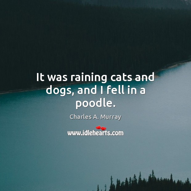 It was raining cats and dogs, and I fell in a poodle. Charles A. Murray Picture Quote
