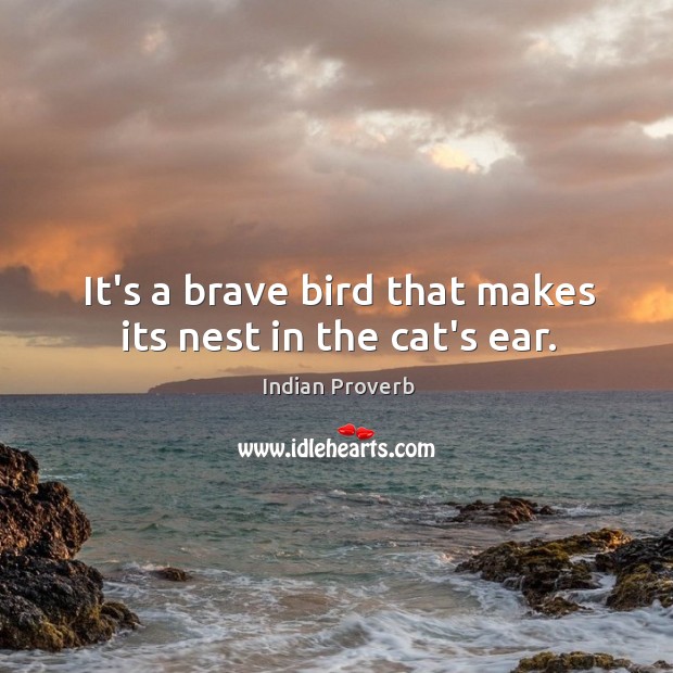 It’s a brave bird that makes its nest in the cat’s ear. Indian Proverbs Image