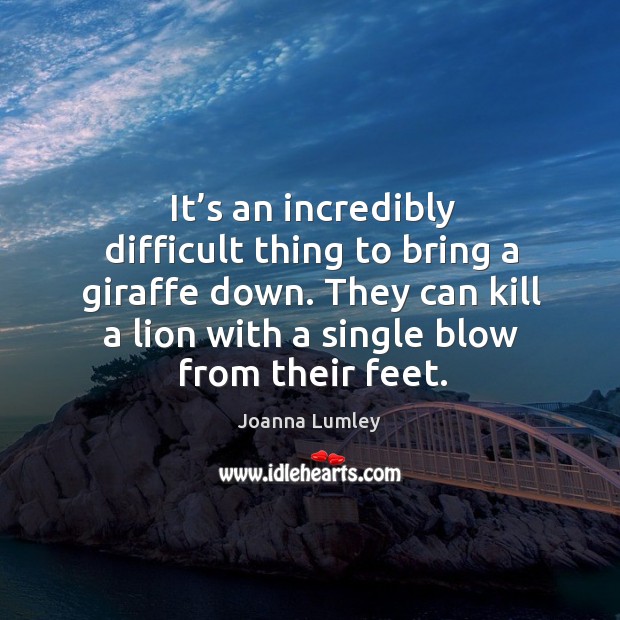 It’s an incredibly difficult thing to bring a giraffe down. They can kill a lion with a single blow from their feet. Image