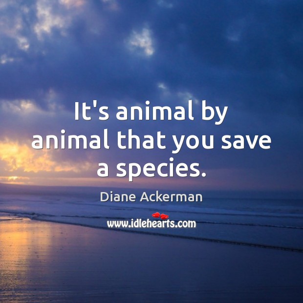 It’s animal by animal that you save a species. Diane Ackerman Picture Quote