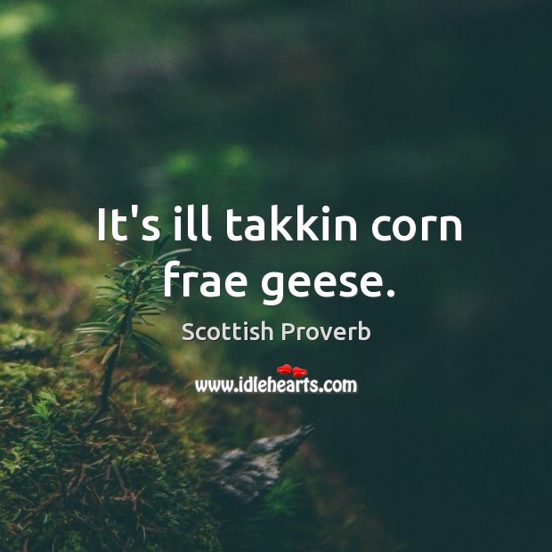 It’s ill takkin corn frae geese. Scottish Proverbs Image