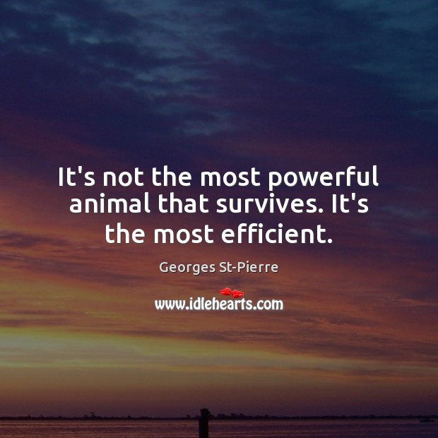 It’s not the most powerful animal that survives. It’s the most efficient. Georges St-Pierre Picture Quote