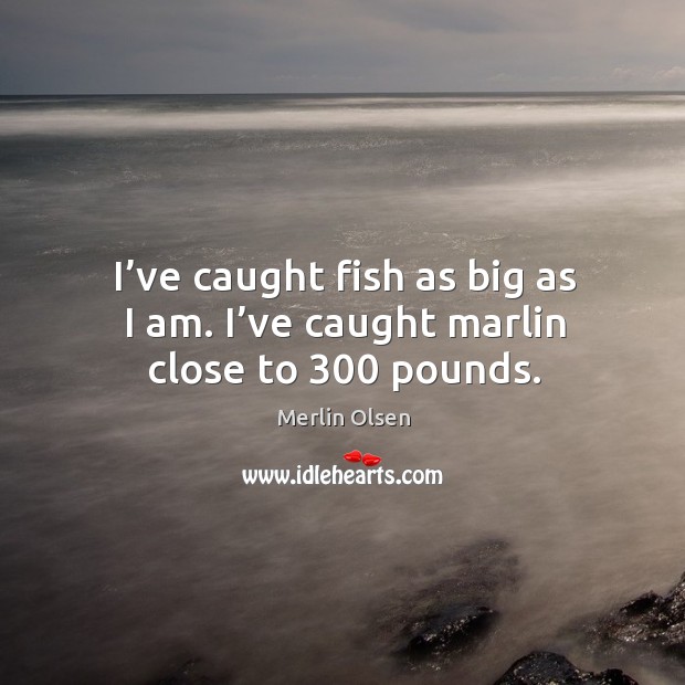 I’ve caught fish as big as I am. I’ve caught marlin close to 300 pounds. Merlin Olsen Picture Quote