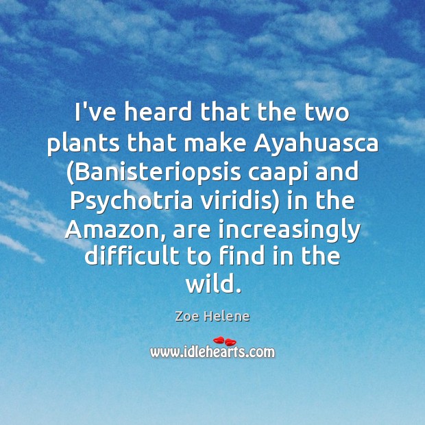 I’ve heard that the two plants that make Ayahuasca (Banisteriopsis caapi and Zoe Helene Picture Quote