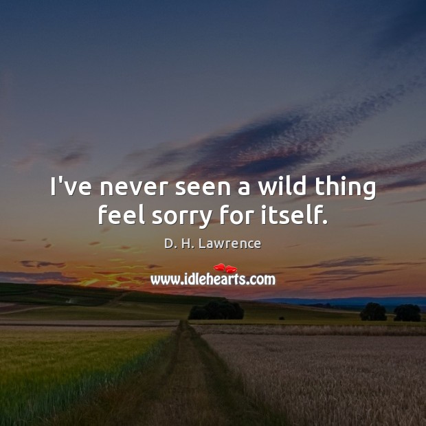 I’ve never seen a wild thing feel sorry for itself. D. H. Lawrence Picture Quote