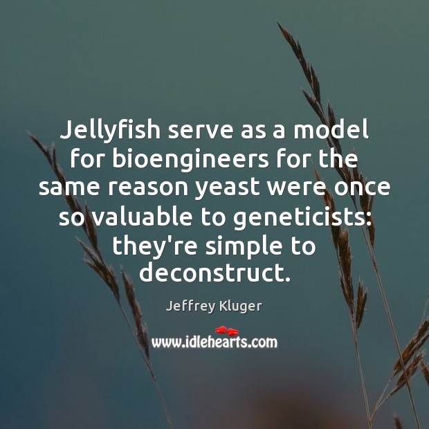 Jellyfish serve as a model for bioengineers for the same reason yeast Jeffrey Kluger Picture Quote
