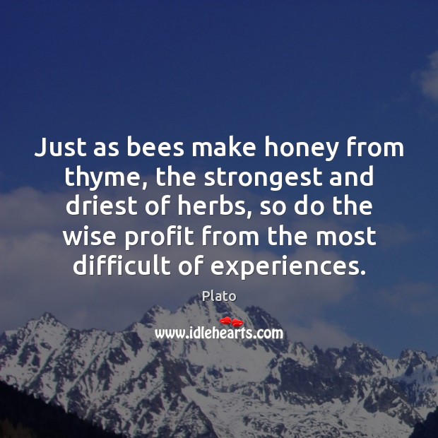 Just as bees make honey from thyme, the strongest and driest of Plato Picture Quote