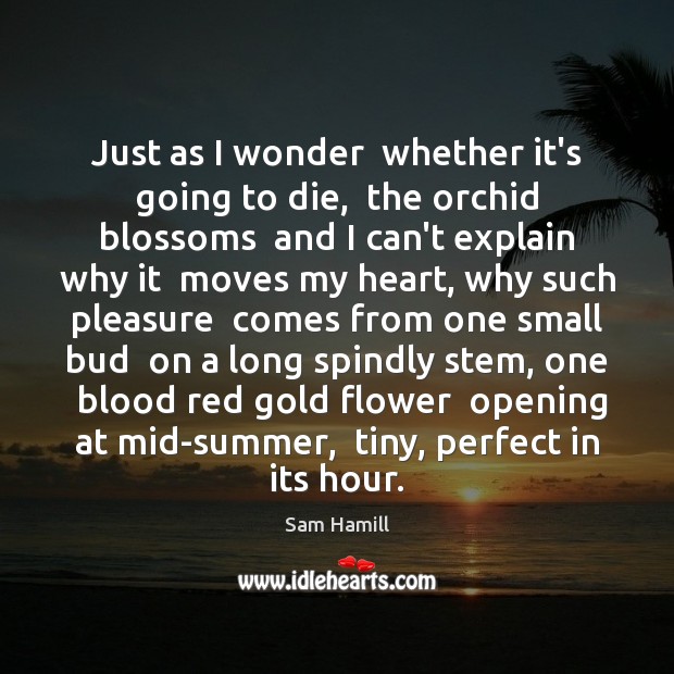 Just as I wonder  whether it’s going to die,  the orchid blossoms Sam Hamill Picture Quote